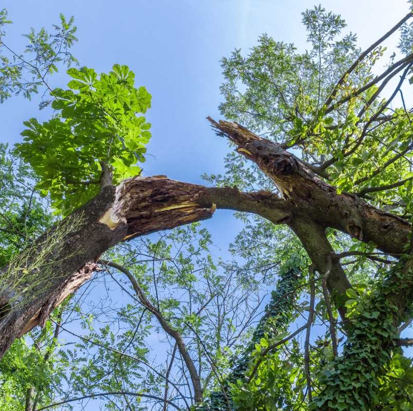 When Should a Tree Be Removed?