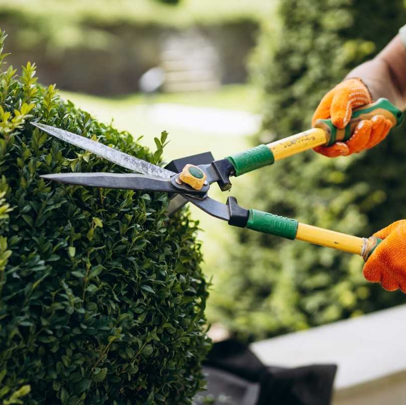 Develop Regular Mowing and Trimming Patterns